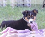 Small Photo #1 Miniature Australian Shepherd Puppy For Sale in STEPHENVILLE, TX, USA
