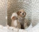 Small Photo #8 Poodle (Toy) Puppy For Sale in VIRGINIA BEACH, VA, USA