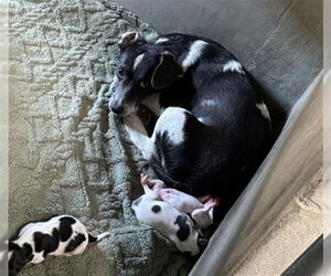 Mutt Dogs for adoption in San Bernardino, CA, USA