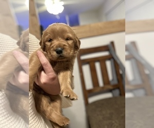 Golden Retriever Puppy for sale in VISALIA, CA, USA