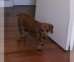 Small #8 Dachshund
