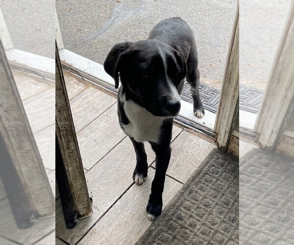 Medium Photo #3 Labrador Retriever Puppy For Sale in Bloomingdale, NJ, USA