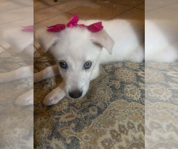 Medium Photo #3 Huskies -Labrador Retriever Mix Puppy For Sale in Brewster, NY, USA