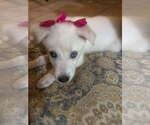 Small #2 Huskies -Labrador Retriever Mix
