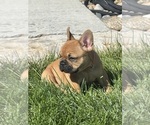 Bruno - Male French Bulldog Puppy for Sale - Photo #7