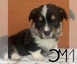 Puppy Angus Pembroke Welsh Corgi
