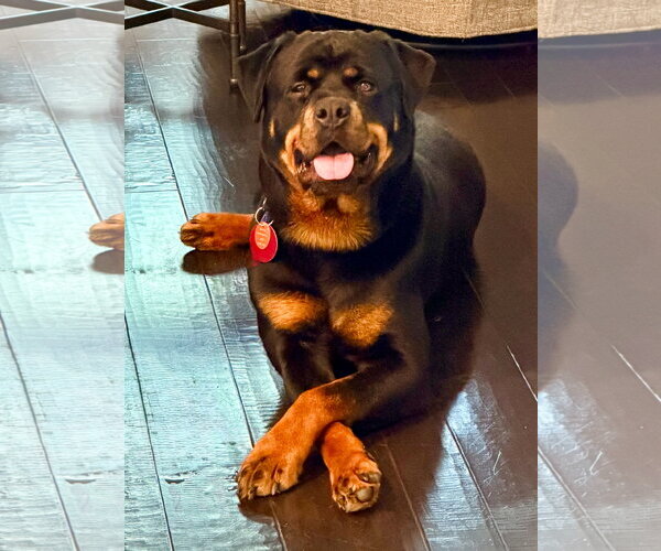 Medium Photo #1 Rottweiler Puppy For Sale in McKinney, TX, USA