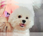 Small #5 Bichon Frise