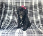 Small #1 Aussiedoodle Miniature 