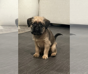 Brussels Griffon Puppy for sale in OAKLAND, CA, USA