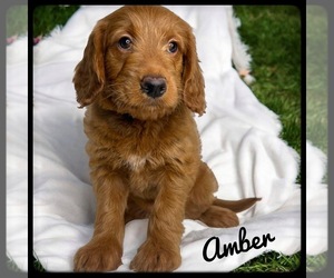 Goldendoodle (Miniature) Puppy for sale in ORANGE PARK, FL, USA