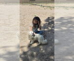 Small #1 Pekingese Mix