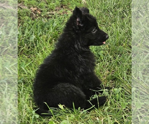 Medium Photo #4 German Shepherd Dog Puppy For Sale in EOLIA, MO, USA