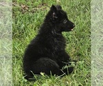 Small #3 German Shepherd Dog