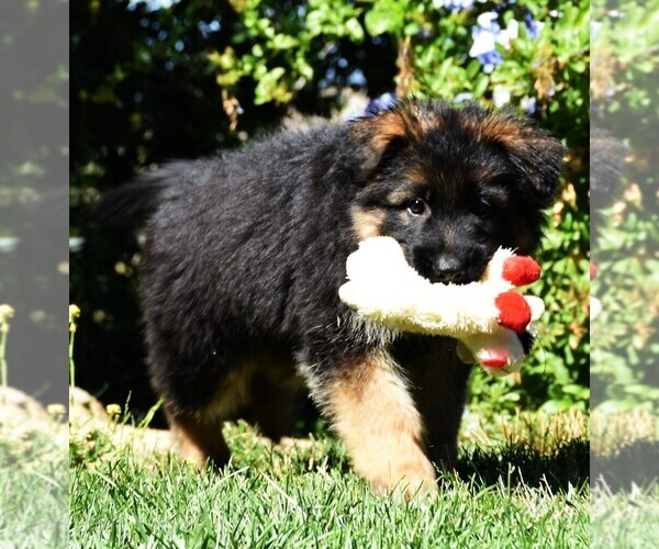 Medium Photo #2 German Shepherd Dog Puppy For Sale in MURRIETA, CA, USA