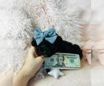Small #38 Poodle (Toy)