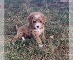 Puppy Jackson Cavapoo