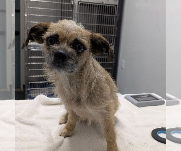 Medium Photo #1 Mutt Puppy For Sale in Chico, CA, USA