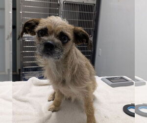 Mutt Dogs for adoption in Chico, CA, USA