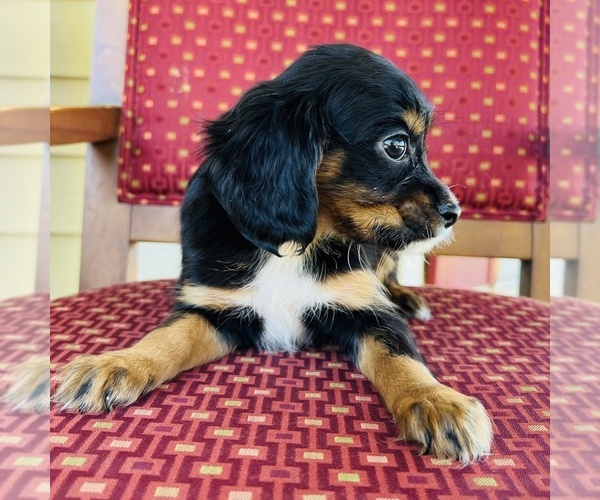 Medium Photo #15 Cavalier King Charles Spaniel Puppy For Sale in FRESNO, OH, USA