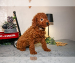 Small #2 Poodle (Miniature)