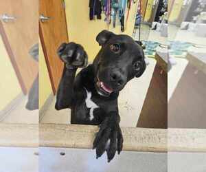 Mutt Dogs for adoption in Candler, NC, USA