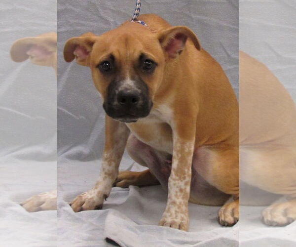 Medium Photo #4 Mutt Puppy For Sale in Conroe, TX, USA