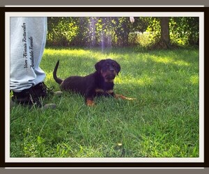 Rottweiler Puppy for sale in DAYTON, OH, USA