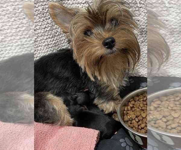 Medium Photo #7 Yorkshire Terrier Puppy For Sale in LAKE CITY, FL, USA
