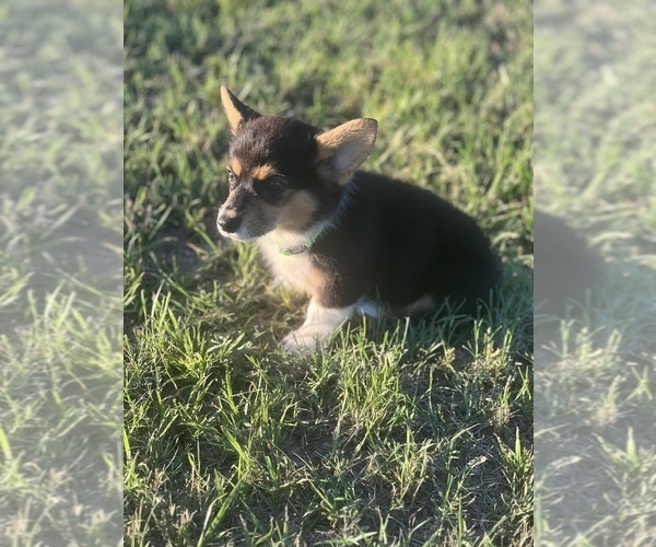 Medium Photo #4 Pembroke Welsh Corgi Puppy For Sale in COMANCHE, TX, USA