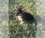 Small #3 Pembroke Welsh Corgi