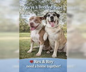 Mutt Dogs for adoption in Pompano Beach , FL, USA