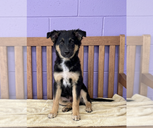 Medium Photo #2 Australian Shepherd-Unknown Mix Puppy For Sale in Genesee, WI, USA