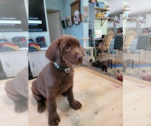 Labrador Retriever Puppy for sale in KEYSER, WV, USA