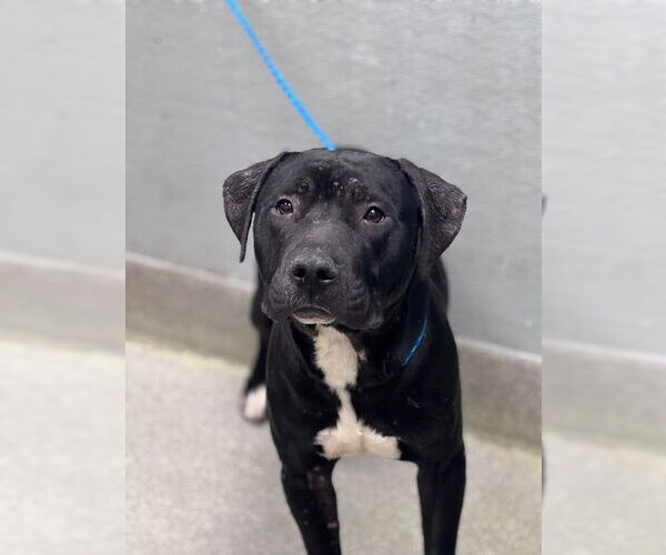 Medium Photo #1 Mutt Puppy For Sale in Las Vegas, NV, USA