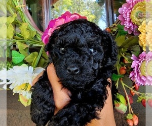 Poodle (Toy) Puppy for sale in RALEIGH, NC, USA