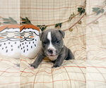 Small Photo #1 American Bully Puppy For Sale in BEDFORD, MA, USA