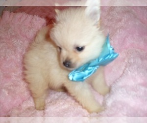 Pomeranian Puppy for Sale in JACKSON, Mississippi USA