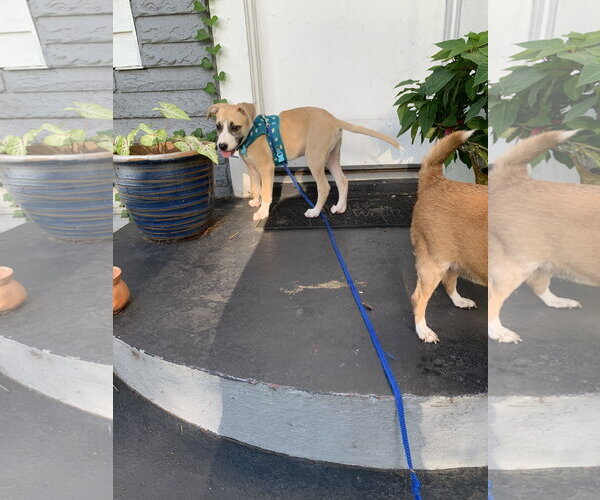 Medium Photo #5 Labrador Retriever-Unknown Mix Puppy For Sale in The Woodlands, TX, USA