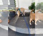 Small #4 Labrador Retriever Mix
