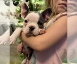 Small #9 French Bulldog