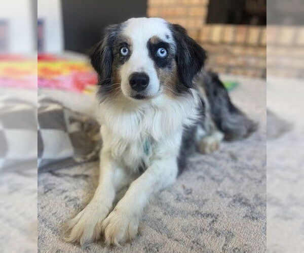 Medium Photo #2 Australian Shepherd Puppy For Sale in St. Louis Park, MN, USA