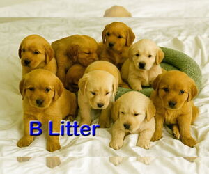 Golden Retriever Dogs for adoption in Grovertown, IN, USA