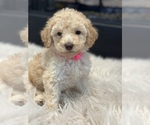 Puppy Hot Pink Goldendoodle-Poodle (Miniature) Mix