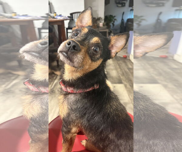 Medium Photo #1 Chihuahua-Unknown Mix Puppy For Sale in Mount Pleasant, SC, USA