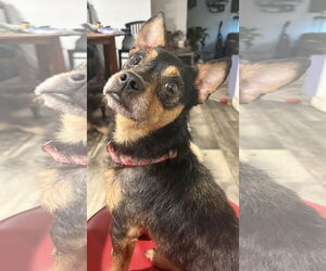 Chihuahua-Unknown Mix Dogs for adoption in Mount Pleasant, SC, USA