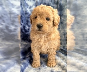 Medium Cavapoo (Miniature)