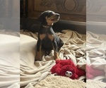 Small #1 Doberman Pinscher