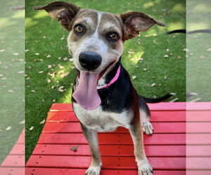 Mutt Dogs for adoption in Plymouth, MN, USA