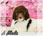 Small Photo #1 Poodle (Standard) Puppy For Sale in BURNS, TN, USA